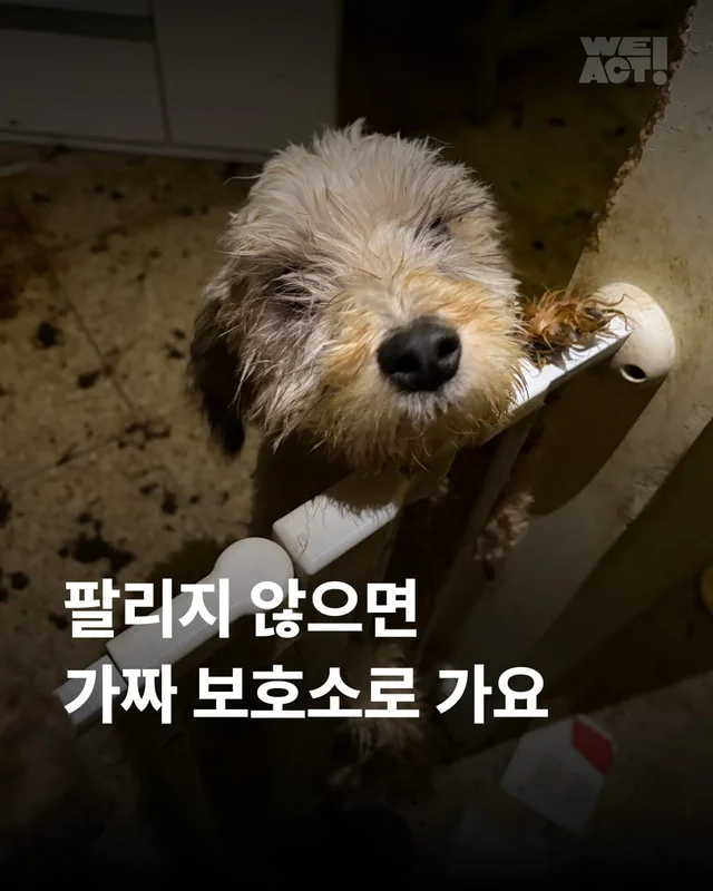 팔리지 않으면 가짜 보호소로 가요 #평택펫숍방치견 현장 사진