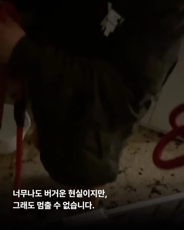 팔리지 않으면 가짜 보호소로 가요 #평택펫숍방치견 현장 사진