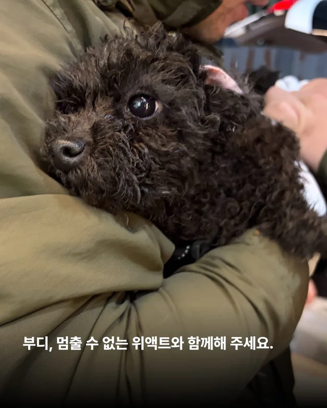 팔리지 않으면 가짜 보호소로 가요 #평택펫숍방치견 현장 사진