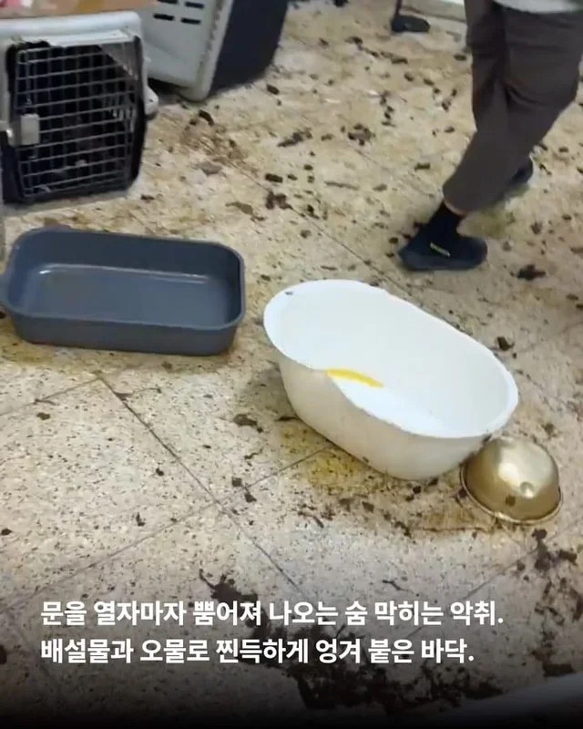 팔리지 않으면 가짜 보호소로 가요 #평택펫숍방치견 현장 사진
