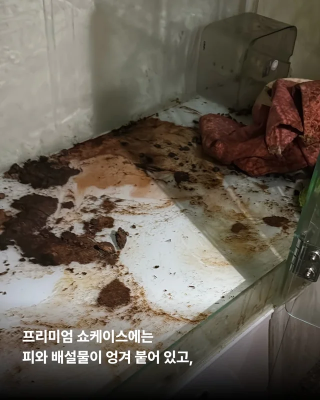 팔리지 않으면 가짜 보호소로 가요 #평택펫숍방치견 현장 사진