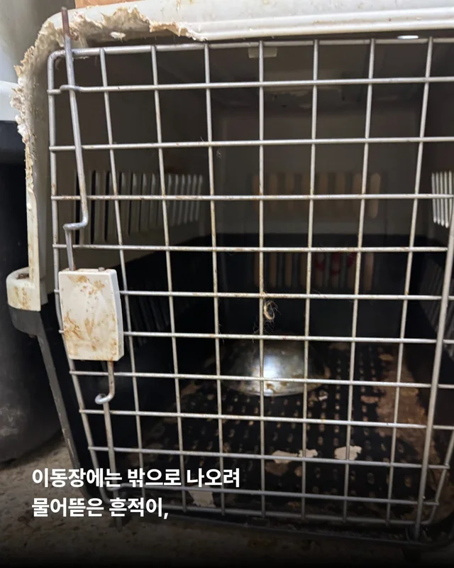 팔리지 않으면 가짜 보호소로 가요 #평택펫숍방치견 현장 사진