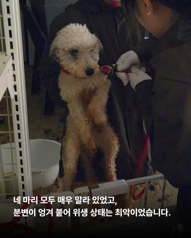 팔리지 않으면 가짜 보호소로 가요 #평택펫숍방치견 현장 사진