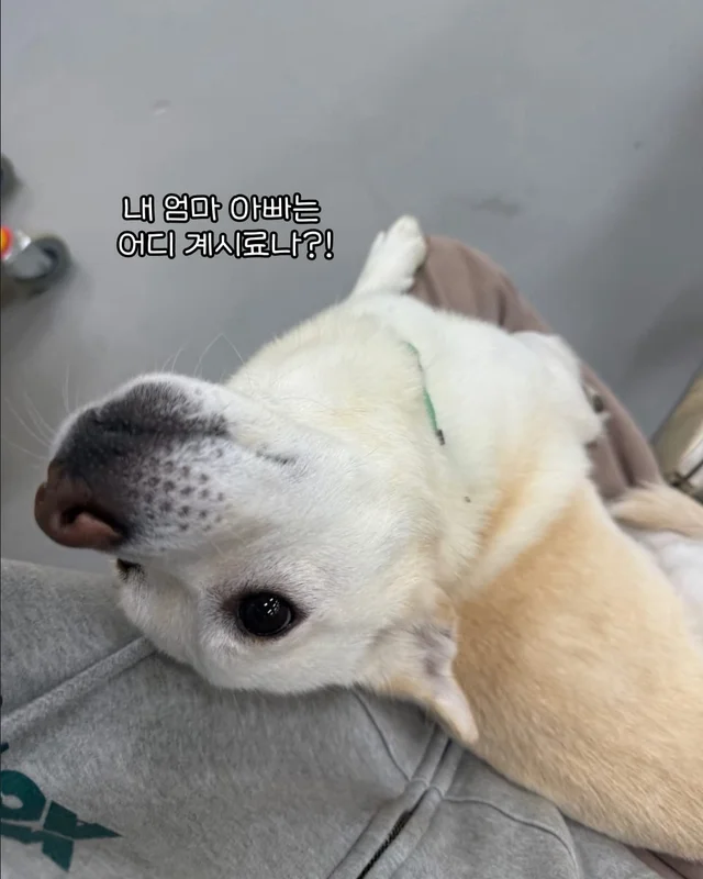 애교가 남다름 #위액트다름 현장 사진
