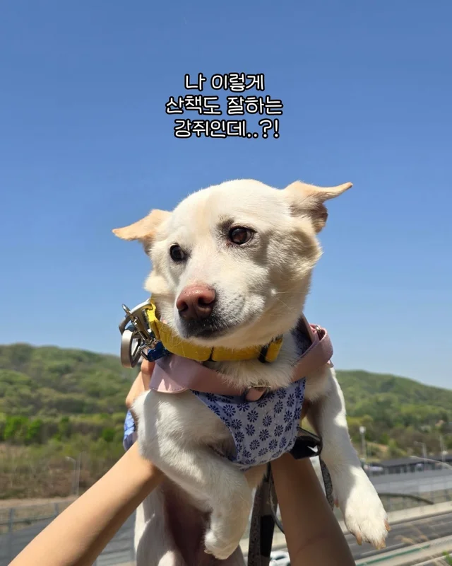 애교가 남다름 #위액트다름 현장 사진