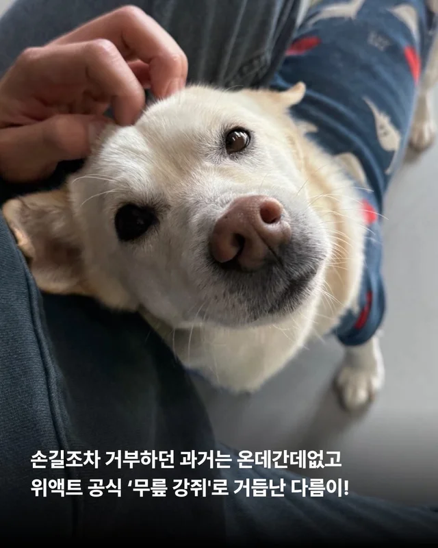 애교가 남다름 #위액트다름 현장 사진