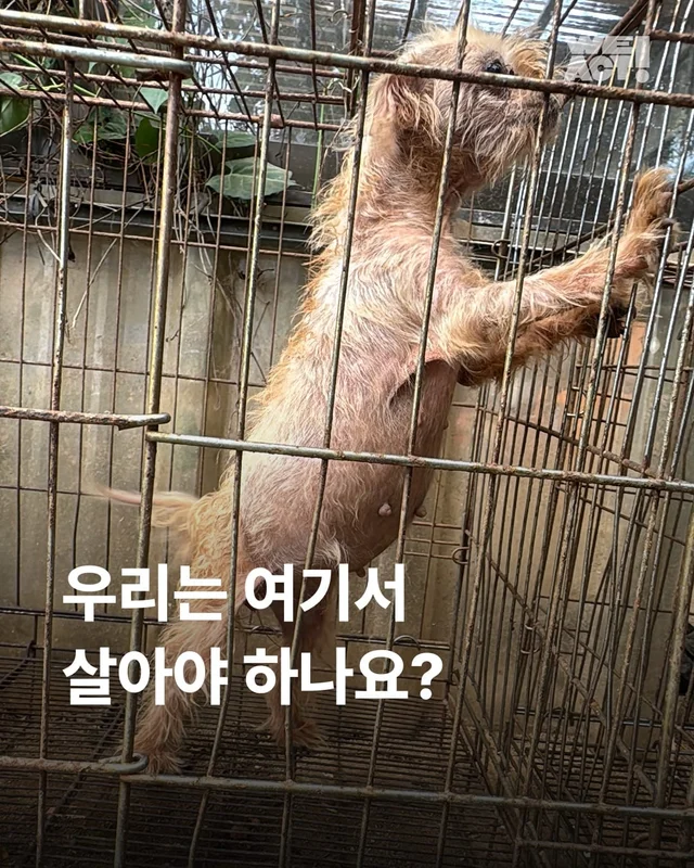 문경 방치견 현장 사진