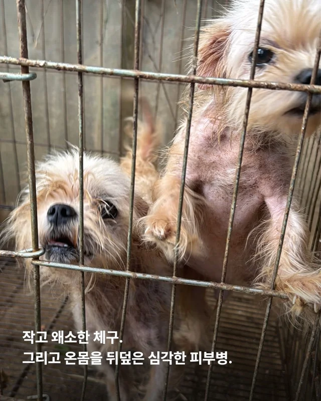 문경 방치견 현장 사진
