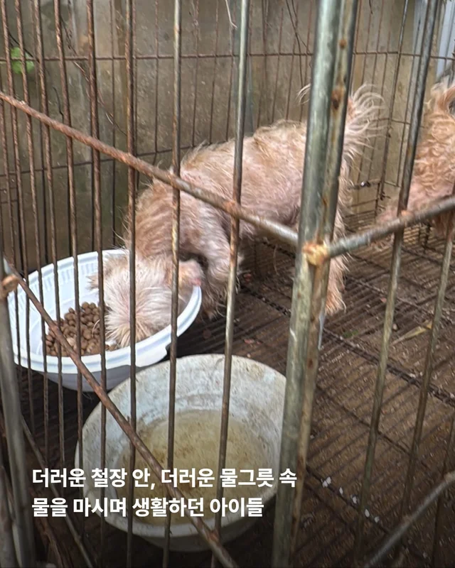 문경 방치견 현장 사진
