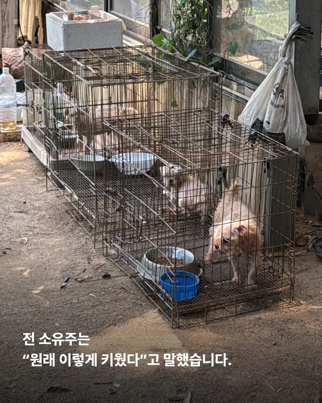 문경 방치견 현장 사진