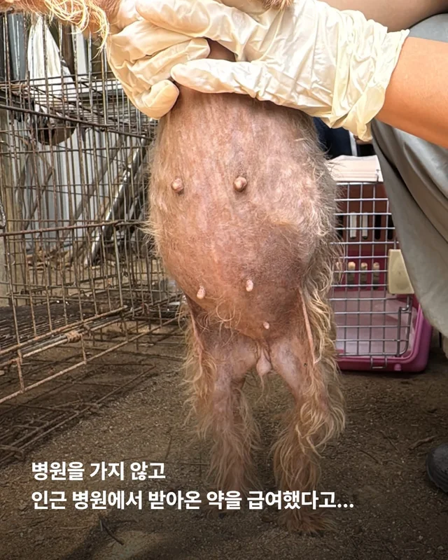 문경 방치견 현장 사진