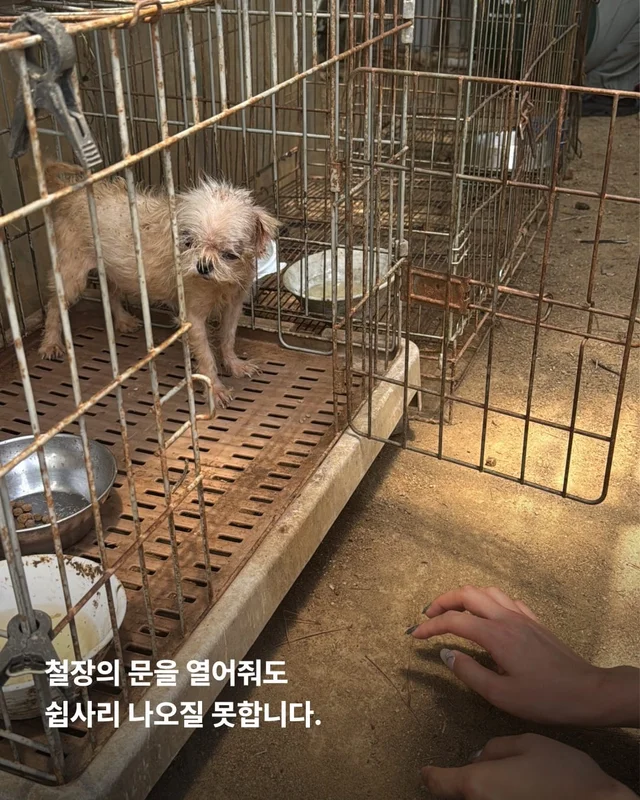 문경 방치견 현장 사진
