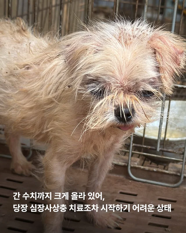 문경 방치견 현장 사진