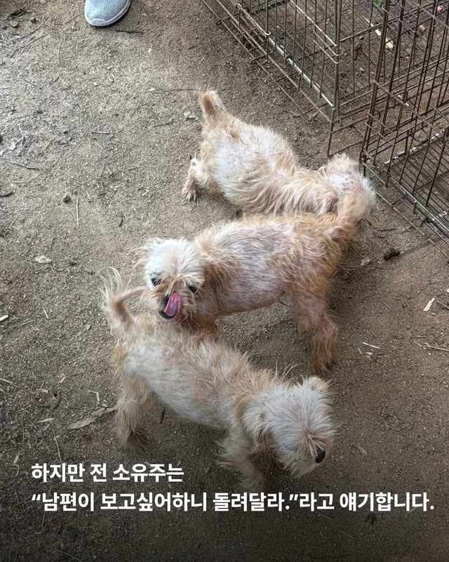 문경 방치견 현장 사진