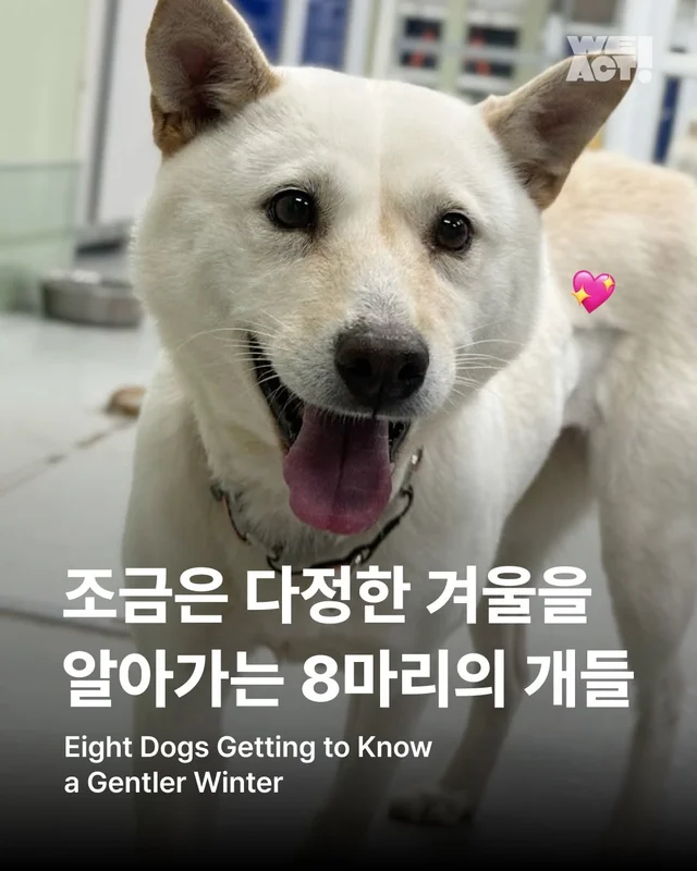 조금은 다정한 겨울을 알아가는 8마리의 개들 #위액트.. 현장 사진