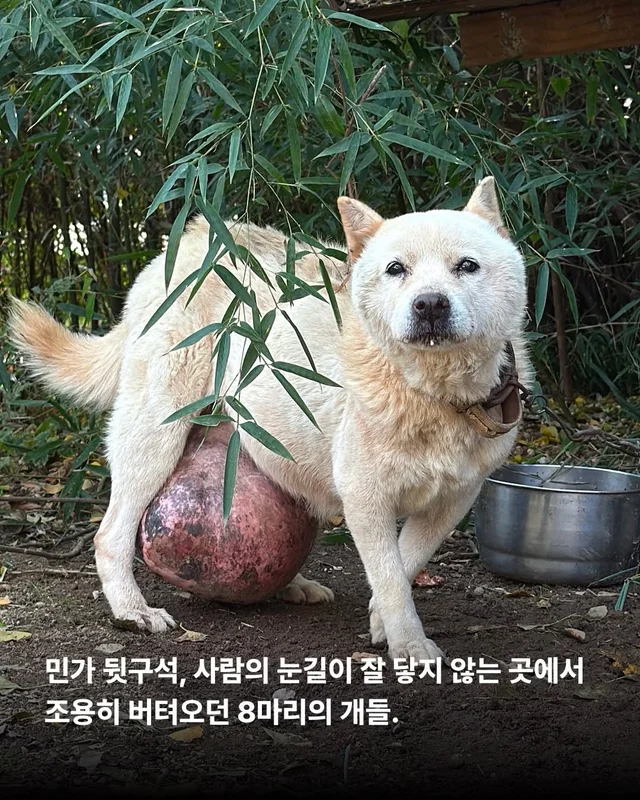 조금은 다정한 겨울을 알아가는 8마리의 개들 #위액트.. 현장 사진