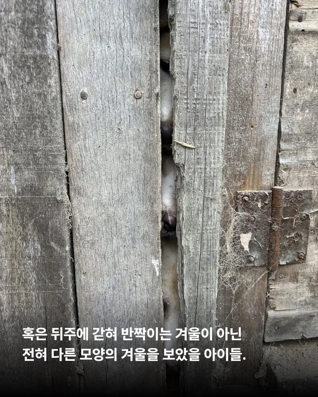 조금은 다정한 겨울을 알아가는 8마리의 개들 #위액트.. 현장 사진