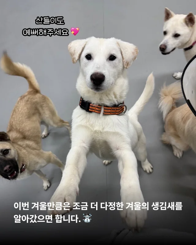 조금은 다정한 겨울을 알아가는 8마리의 개들 #위액트.. 현장 사진