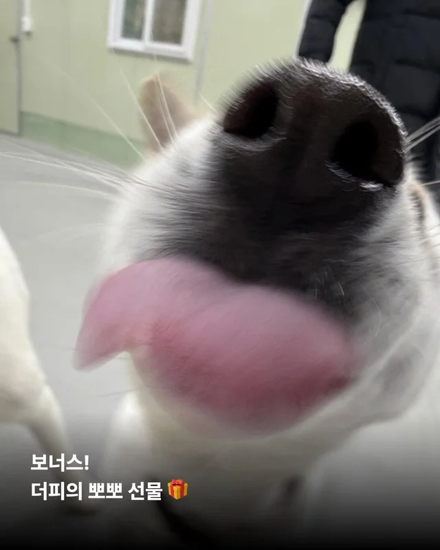 조금은 다정한 겨울을 알아가는 8마리의 개들 #위액트.. 현장 사진