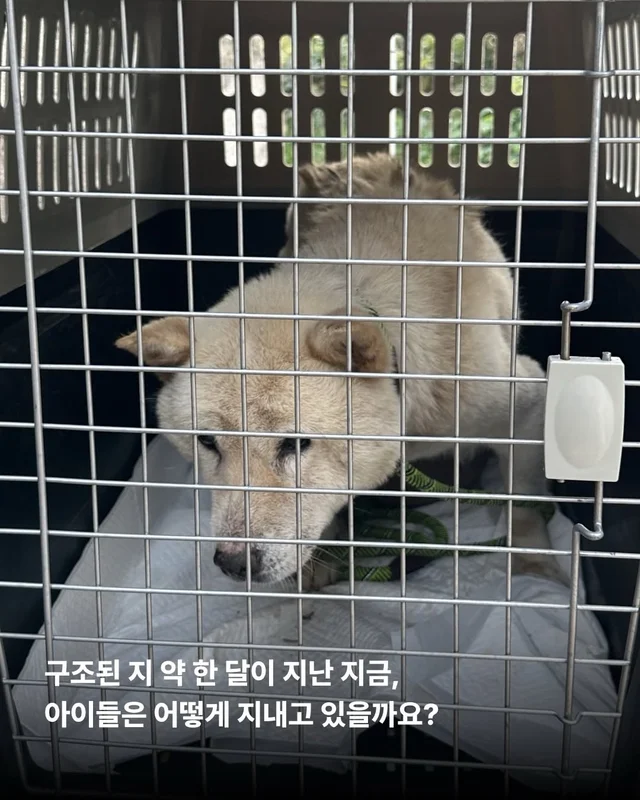 조금은 다정한 겨울을 알아가는 8마리의 개들 #위액트.. 현장 사진