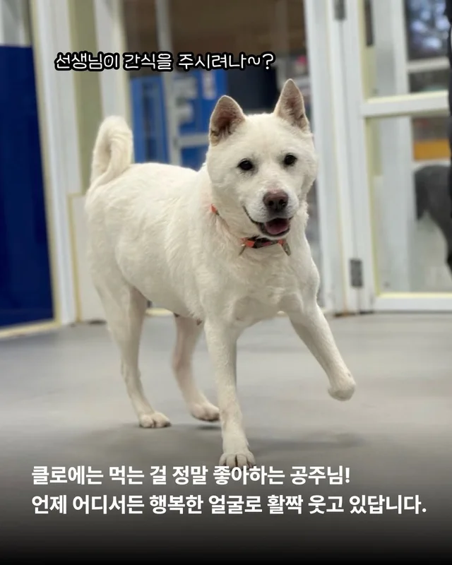조금은 다정한 겨울을 알아가는 8마리의 개들 #위액트.. 현장 사진