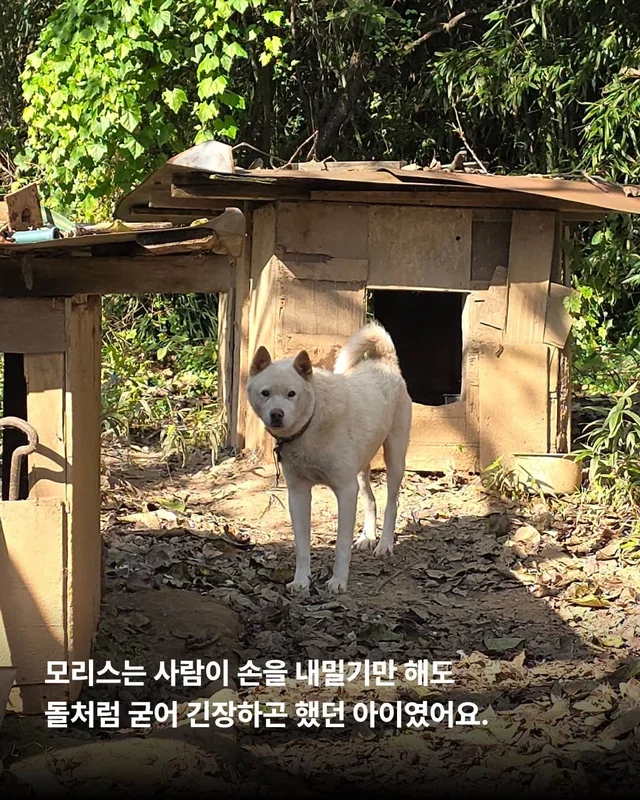 조금은 다정한 겨울을 알아가는 8마리의 개들 #위액트.. 현장 사진