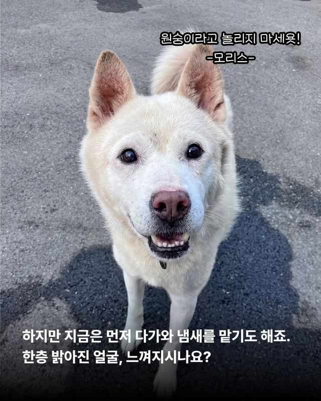 조금은 다정한 겨울을 알아가는 8마리의 개들 #위액트.. 현장 사진