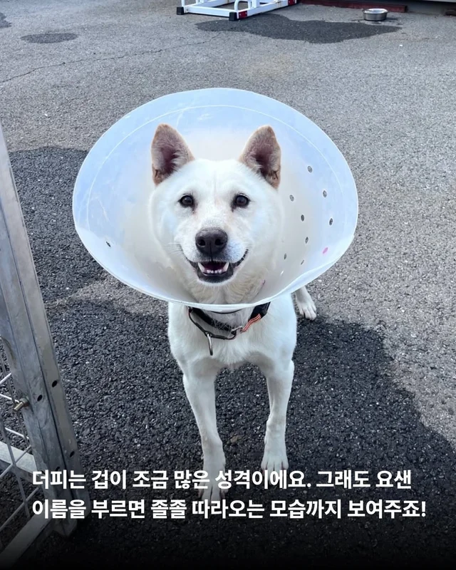 조금은 다정한 겨울을 알아가는 8마리의 개들 #위액트.. 현장 사진
