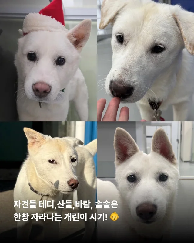 조금은 다정한 겨울을 알아가는 8마리의 개들 #위액트.. 현장 사진