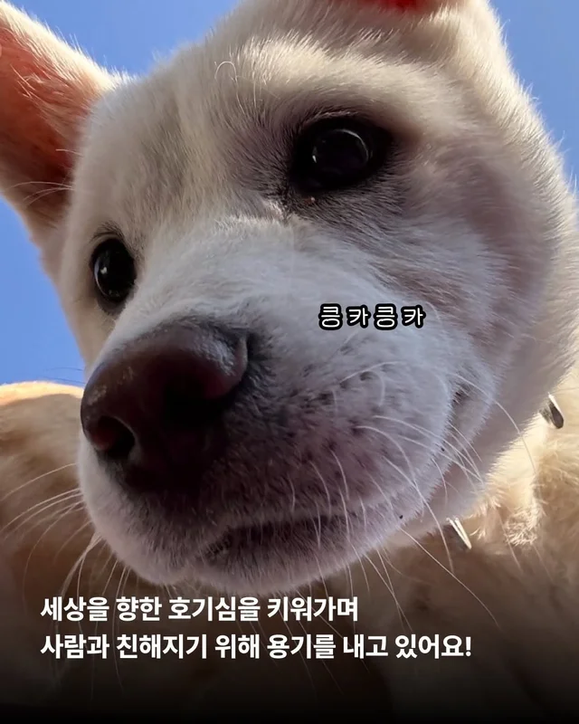 조금은 다정한 겨울을 알아가는 8마리의 개들 #위액트.. 현장 사진