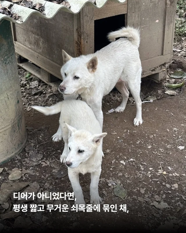 조금은 다정한 겨울을 알아가는 8마리의 개들 #위액트.. 현장 사진
