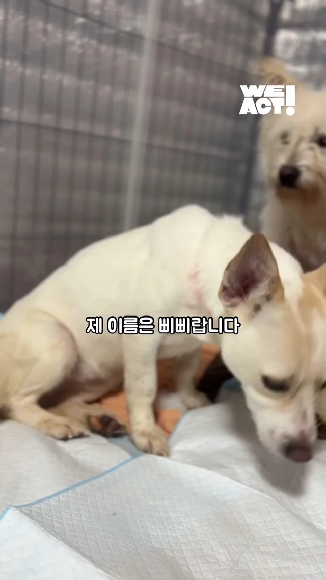 내가 본 공고 사진 #위액트삐삐 현장 사진