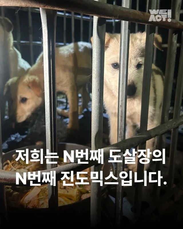 저희는 N번째 도살장의 N번째 진도믹스입니다 현장 사진