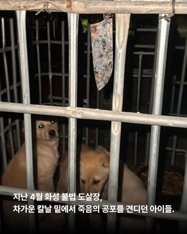 저희는 N번째 도살장의 N번째 진도믹스입니다 현장 사진