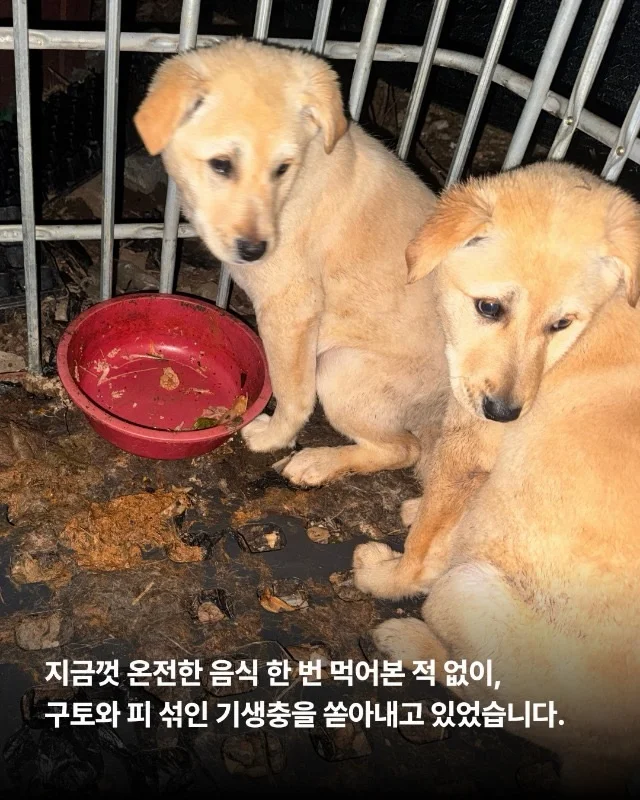 저희는 N번째 도살장의 N번째 진도믹스입니다 현장 사진