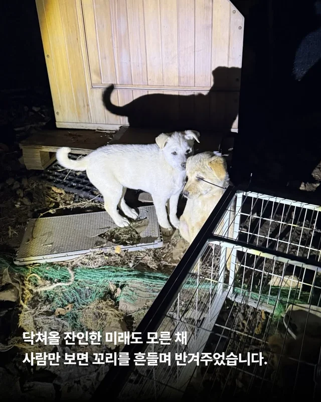 저희는 N번째 도살장의 N번째 진도믹스입니다 현장 사진