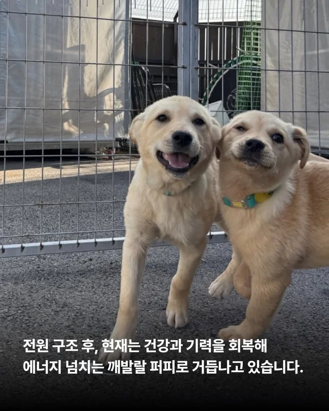 저희는 N번째 도살장의 N번째 진도믹스입니다 현장 사진