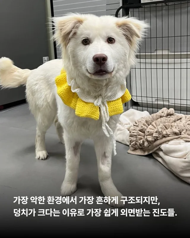 저희는 N번째 도살장의 N번째 진도믹스입니다 현장 사진
