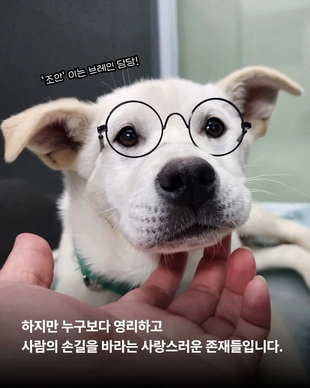 저희는 N번째 도살장의 N번째 진도믹스입니다 현장 사진