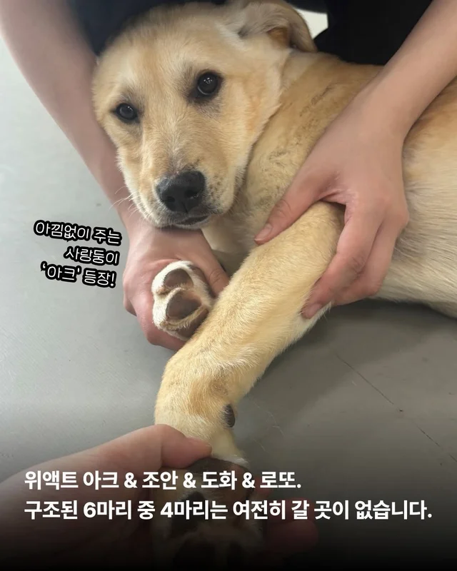 저희는 N번째 도살장의 N번째 진도믹스입니다 현장 사진