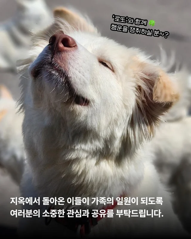 저희는 N번째 도살장의 N번째 진도믹스입니다 현장 사진