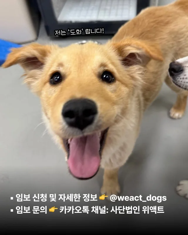 저희는 N번째 도살장의 N번째 진도믹스입니다 현장 사진