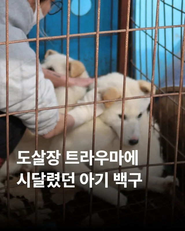 도살장 트라우마에 시달렸던 아기백구 #위액트단테 현장 사진