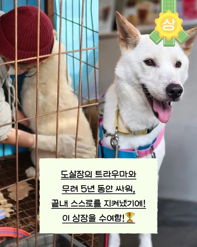도살장 트라우마에 시달렸던 아기백구 #위액트단테 현장 사진