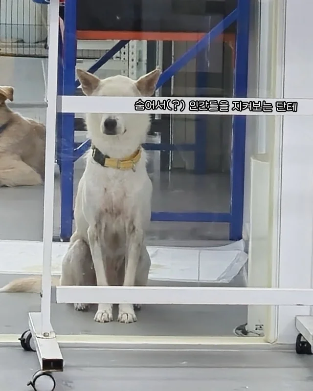 도살장 트라우마에 시달렸던 아기백구 #위액트단테 현장 사진