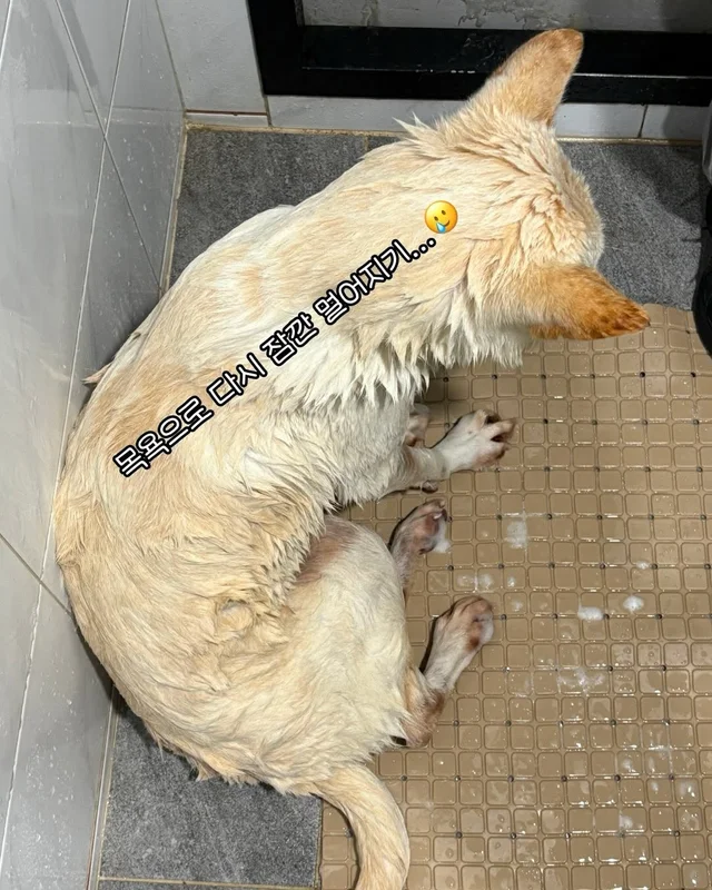 도살장 트라우마에 시달렸던 아기백구 #위액트단테 현장 사진