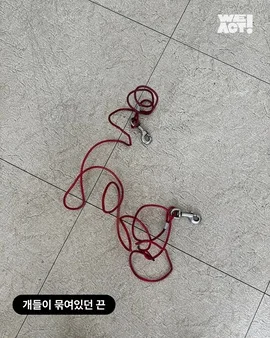 포대자루 유기견 현장 사진