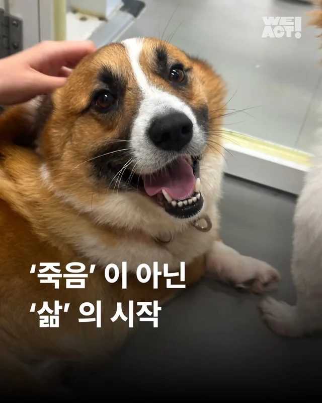 다리잘린개 현장 사진