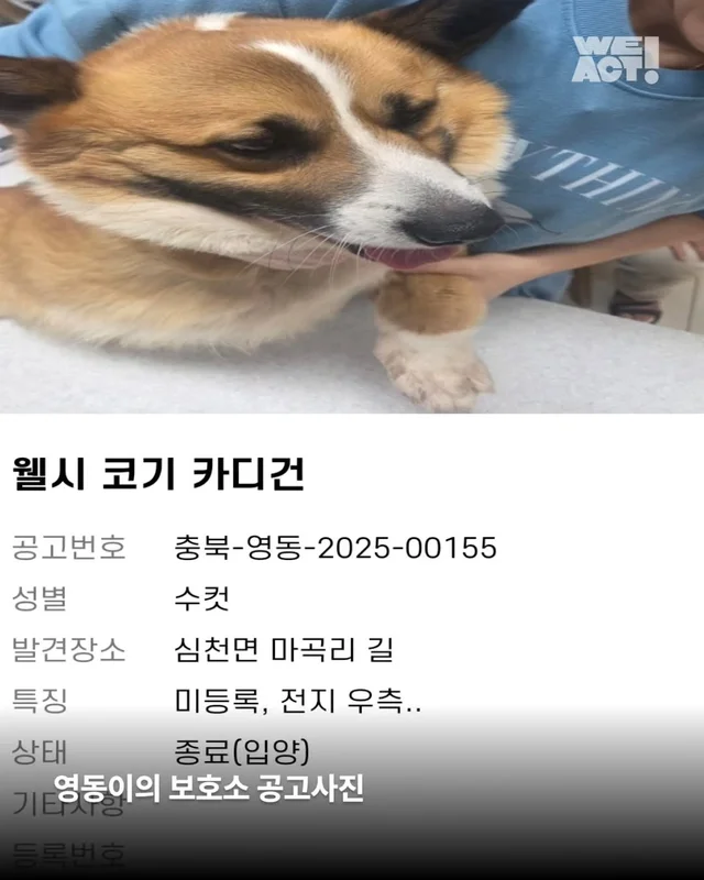 다리잘린개 현장 사진