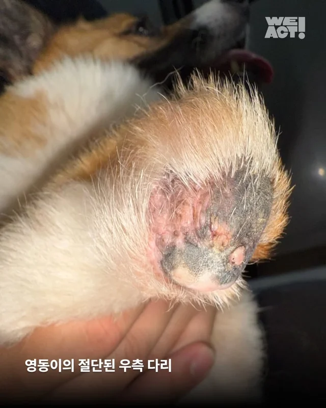 다리잘린개 현장 사진